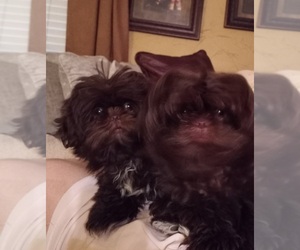 Shih Tzu Puppy for sale in SACHSE, TX, USA