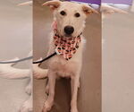 Small #3 German Shepherd Dog Mix