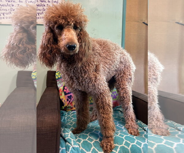 Medium Photo #6 Poodle (Standard) Puppy For Sale in Pacolet, SC, USA