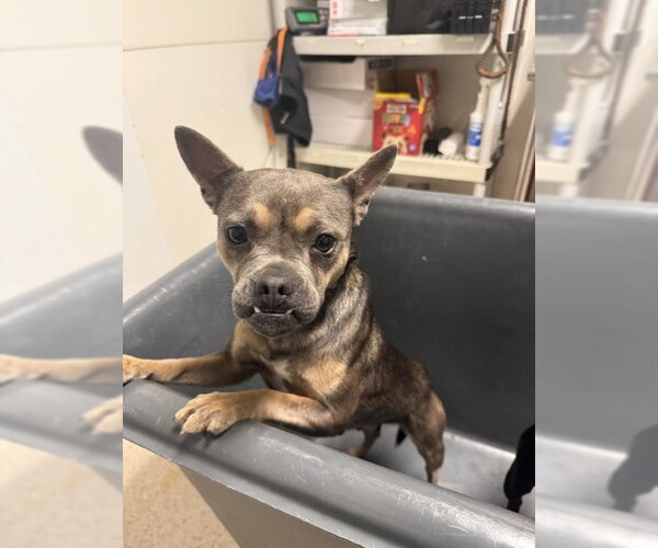 Medium Photo #1 Chihuahua-Unknown Mix Puppy For Sale in Bakersfield, CA, USA