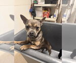 *AIR - Female Chihuahua-Unknown Mix Dog for Adoption - Small photo