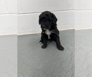 Havanese Puppy for sale in BLOOMFIELD, IN, USA