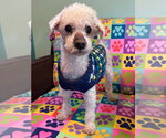 Small #7 Poodle (Miniature)