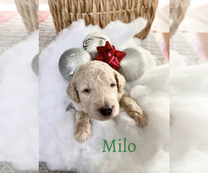 Goldendoodle Puppy for sale in EVANS, GA, USA