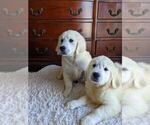 Small Photo #4 Golden Retriever Puppy For Sale in CITRUS HEIGHTS, CA, USA