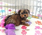 Bruce - Male Yorkshire Terrier Puppy for Sale - Photo #6