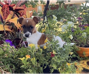Jack Russell Terrier Puppy for sale in NASHVILLE, NC, USA