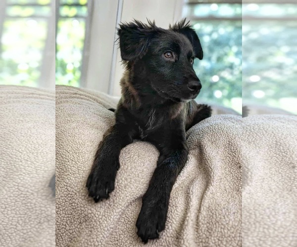 Medium Photo #7 Australian Shepherd-German Shepherd Dog Mix Puppy For Sale in Fultonham, NY, USA