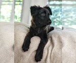 Small #6 Australian Shepherd-German Shepherd Dog Mix
