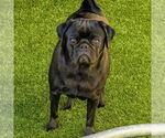 Small Pug