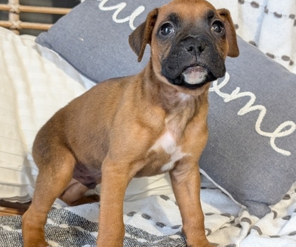Medium Photo #10 Boxer Puppy For Sale in GOSHEN, IN, USA