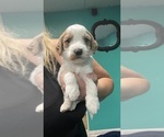 Small #1 Goldendoodle