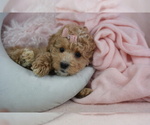 Small #7 Poodle (Toy)