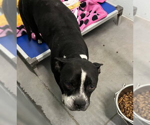 Boston Terrier-Unknown Mix Dogs for adoption in Tavares, FL, USA