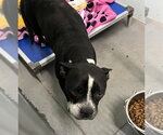 Small Boston Terrier Mix