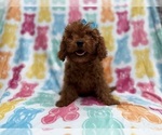 Small #6 Cavapoo (Miniature)