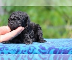 Small #3 Poodle (Toy)