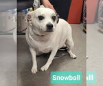 Small #1 Bull Terrier-Jack Russell Terrier Mix