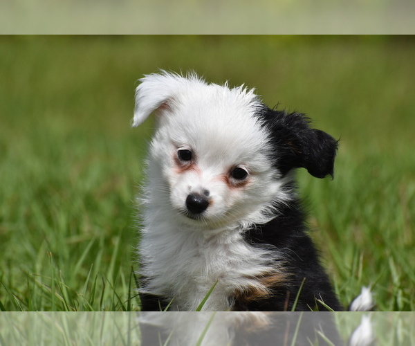 Medium Photo #3 Miniature Australian Shepherd Puppy For Sale in PALM COAST, FL, USA