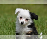 Small #2 Miniature Australian Shepherd