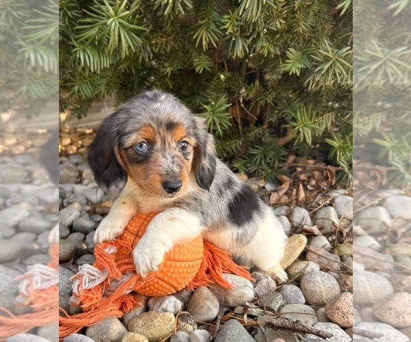 Medium Photo #4 Dachshund Puppy For Sale in MIDDLEBURY, IN, USA