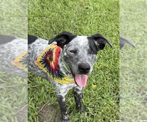 Medium Photo #8 Mutt Puppy For Sale in San Leon, TX, USA