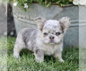 French Bulldog Puppy for sale in RONKS, PA, USA