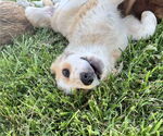 Small #1 Australian Shepherd-Great Pyrenees Mix