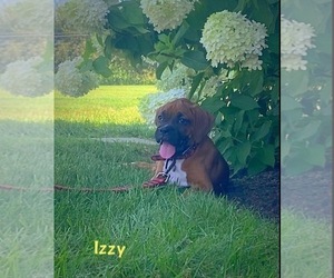 Boxer Puppy for Sale in APPLE CREEK, Ohio USA