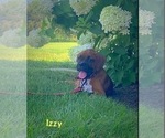 Image preview for Ad Listing. Nickname: Akc Izzy