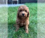 Small #5 Goldendoodle (Miniature)