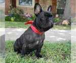 Small #1 French Bulldog
