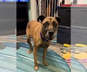 American Pit Bull Terrier-Mountain Cur Mix Dogs for adoption in Catasauqua, PA, USA