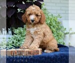 Small #2 Cavapoo (Miniature)