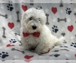 Poovanese Puppy for sale in LAKELAND, FL, USA