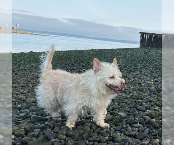 Medium Photo #2 Cairn Terrier-Unknown Mix Puppy For Sale in Bellevue, WA, USA