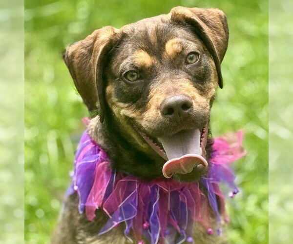 Medium Photo #4 Poodle (Standard)-Unknown Mix Puppy For Sale in Cranford, NJ, USA