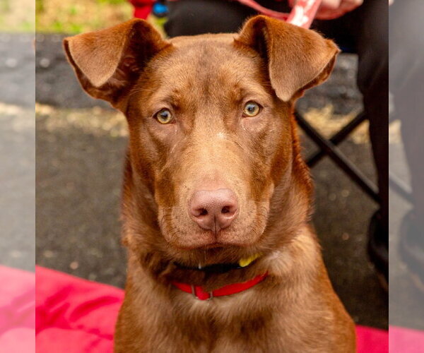 Medium Photo #14 Labrador Retriever-Unknown Mix Puppy For Sale in Canton, CT, USA