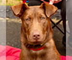 Small #13 Labrador Retriever Mix