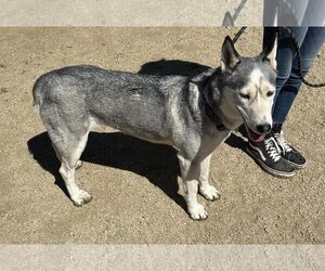German Shepherd Dog-Huskies  Mix Dogs for adoption in Incline Village, NV, USA