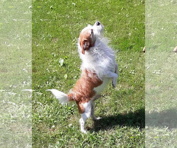 Medium Photo #3 Mutt Puppy For Sale in Rootstown, OH, USA