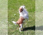 Small #2 Mutt