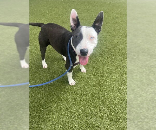 Medium Photo #1 Bull Terrier-Staffordshire Bull Terrier Mix Puppy For Sale in Waco, TX, USA