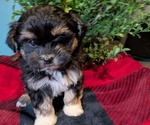Puppy 2 ShihPoo