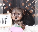 Small #1 YorkiePoo
