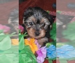 Small Photo #69 Yorkshire Terrier Puppy For Sale in AKRON, OH, USA