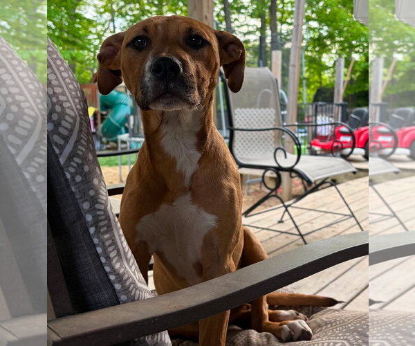 Medium Photo #3 Boxer-Unknown Mix Puppy For Sale in Germantown, OH, USA