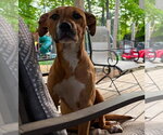 Small #2 Boxer Mix