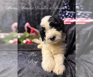 Golden Mountain Doodle Puppy for Sale in SAINT CLOUD, Minnesota USA