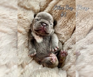 French Bulldog Puppy for sale in OJAI, CA, USA
